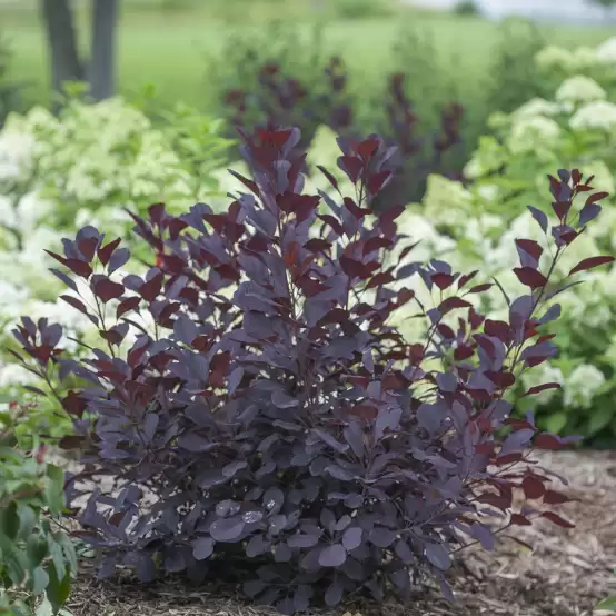 Small Winecraft Black Cotinus in landscape with hydrangeas